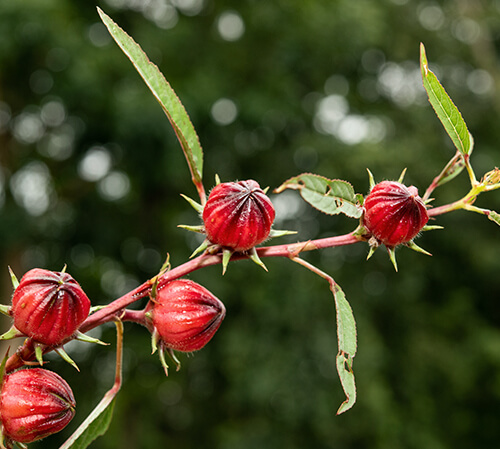 Rosella Extract