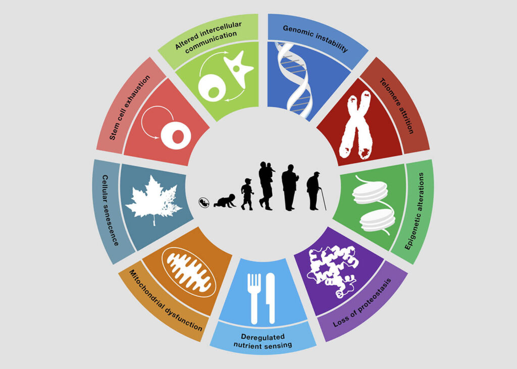 What are the 9 hallmarks of aging? | IMPERIUM GRP SDN BHD