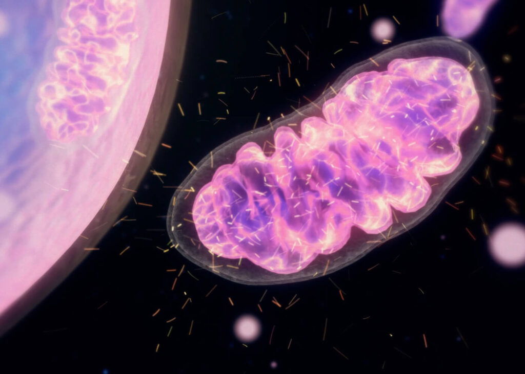 How nad+ and mitochondria works in anti aging solutions | IMPERIUM GRP SDN BHD