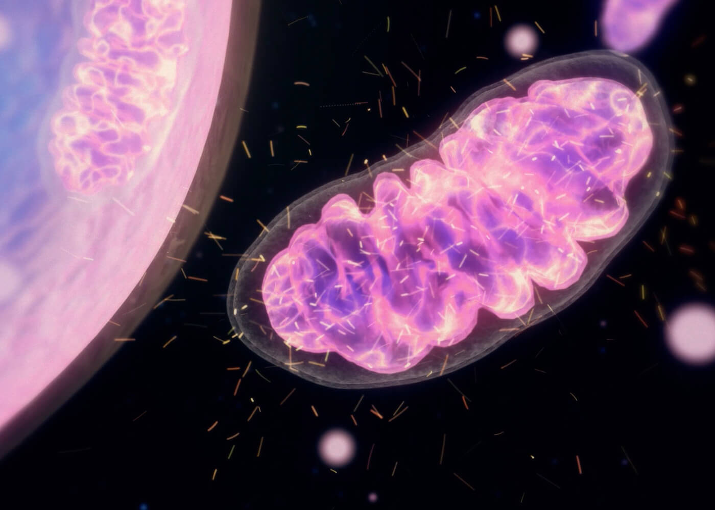 How nad+ and mitochondria works in anti aging solutions